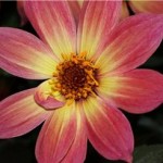 Paeony at Green Cottage