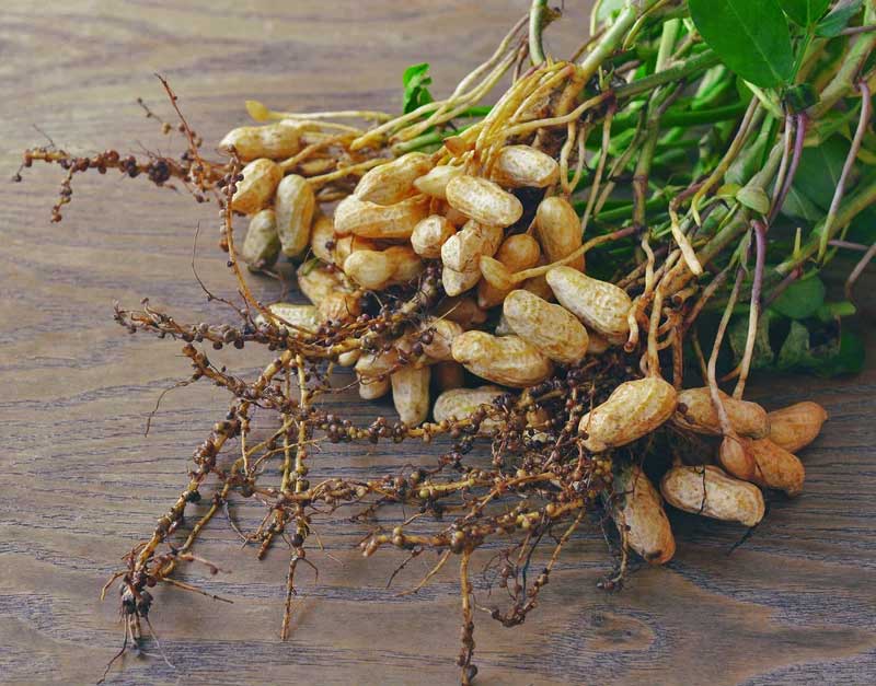 An image showing peanuts.